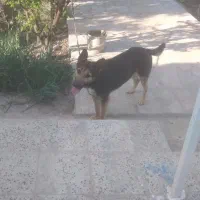 سگ گرگی مخصوص نگهبانی و گله