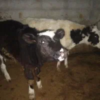 گوساله|حیوانات مزرعه|فاروج, |دیوار