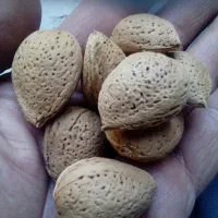 بادام تلخ