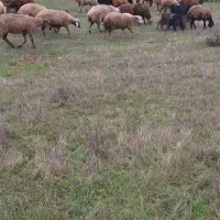 فروش قوچ و میش