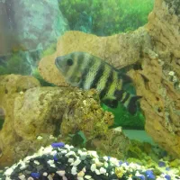 ماهی زندانی انداره کف|ماهی|اردبیل, |دیوار