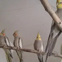 طوطی عروس هلندی جفت مولد|پرنده|همدان, |دیوار