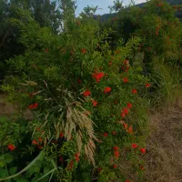 سرکارگر