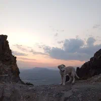 سگ گله