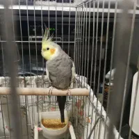 عروس هلندی نر
