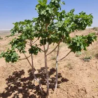فروش  درخت انجیر ۶ ساله