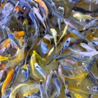 ماهی کوی نژاد دار و غذای کوی|ماهی|کرج, برغان|دیوار