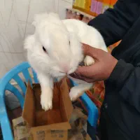 خرگوش سفید برفی