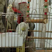با سلام عروس هلندی بالغ سه تاست یکیش فرار کرده|پرنده|تهران, شکوفه (عبدل آباد)|دیوار
