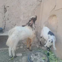 بز پاکستانی اصیل|حیوانات مزرعه|سمنان, |دیوار
