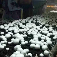 ناظر سالن های پرورش قارچ  دکمه ای