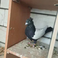 کفتر کبوتر سره حال