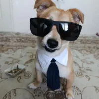 سگ پا کوتاه