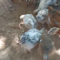 جوجه|حیوانات مزرعه|پاتاوه, |دیوار