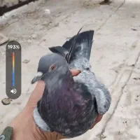 کبوتر فروشی|پرنده|شهرکرد, |دیوار