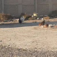 سهره لطفا متنو خوب بخونید|حیوانات مزرعه|محمدیه-قزوین, |دیوار