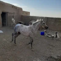 مادیان نیله|اسب و تجهیزات اسبسواری|ماهیدشت, |دیوار