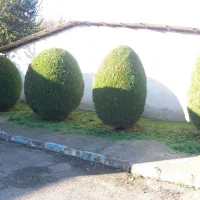 انجام کلیه موارد باغبانی و طراحی سه بعدی|خدمات باغبانی و درختکاری|صومعه‌سرا, |دیوار