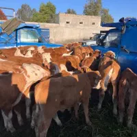 جنس اصیل استان گلستان
