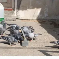 فروش ۱۰عدد ماده مسافتی درجه یک