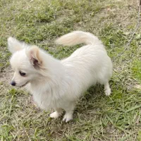 سک چیواوا|سگ|رشت, لاکان شهر|دیوار