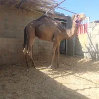 شتر