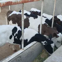 فروش گوساله نر