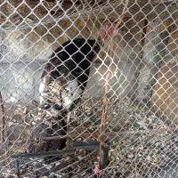 فروش بوقلمون نر جوان