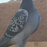 7تا پلاکی و دورگ|پرنده|یزد, |دیوار