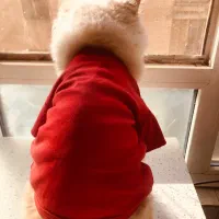 گربه پرشین سوپر فلت|گربه|سنندج, |دیوار