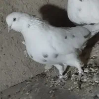 سه کفتر پرشی|پرنده|ماهنشان, |دیوار