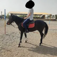 فروش اسب تروبرد