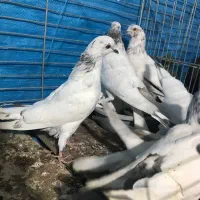 ۲۶تا کفتر حسابی