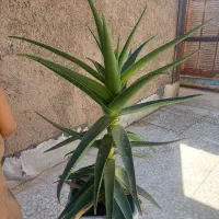 گل آپارتمانی|گل و گیاه طبیعی|الوند, |دیوار