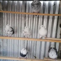 کفتر|پرنده|تهران, بلورسازی|دیوار