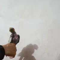 عروس هلندی|پرنده|تبریز, |دیوار