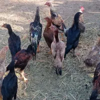 مرغ و خروس لاری|حیوانات مزرعه|قره ضیاالدین, |دیوار