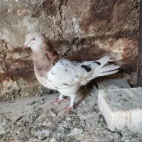 صدادار|پرنده|مسجد سلیمان, |دیوار