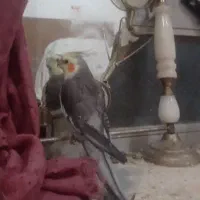 عروس هلندی رنگ خاکستری و زرد