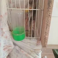 عروس هلندی باتخم|پرنده|اسفراین, |دیوار