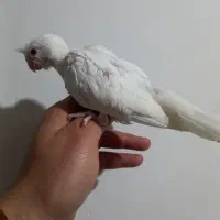 جوجه البینیو ولوتینیو زعفرانی سرلاکی