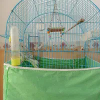 عروس هلندی دستی|پرنده|باروق, |دیوار