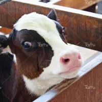 دامداری صنعتی مجهز آماده بهره‌برداری