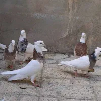 طوقی نسل قدیم تویسرکان|پرنده|فردیس, شهرک وحدت|دیوار