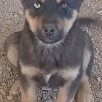 سگ هاسکی وگرگی دو رگه