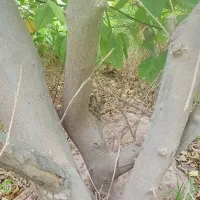 فروش چوب مرکبات قطعه شده آماده