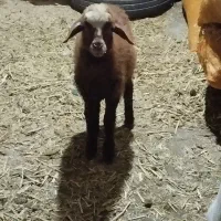 بره ماده خوراک خور