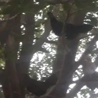 تخمرغ عشایری