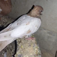 کبوتر|پرنده|تاکستان, |دیوار