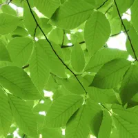دورهمی دوستانه تور